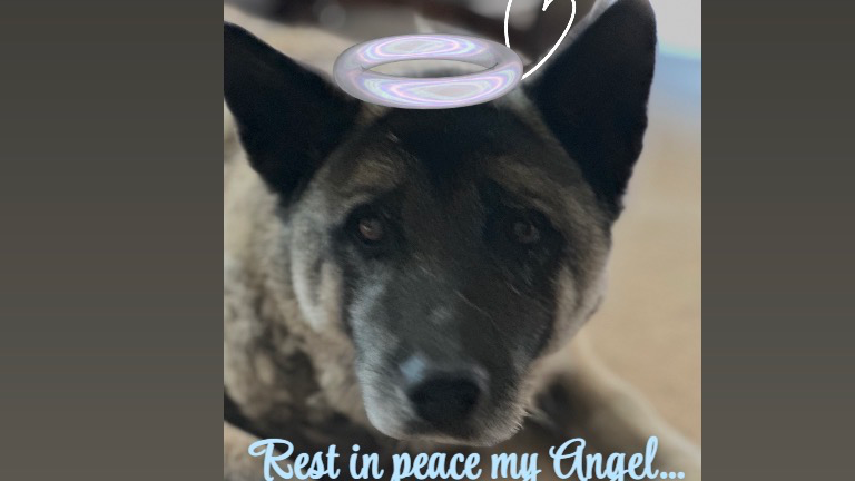 Rest well Noelのバナー
