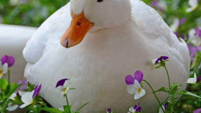 Ducksのバナー
