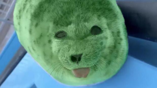 Eweのバナー