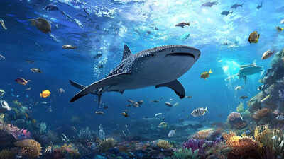 Shark fanclubのバナー