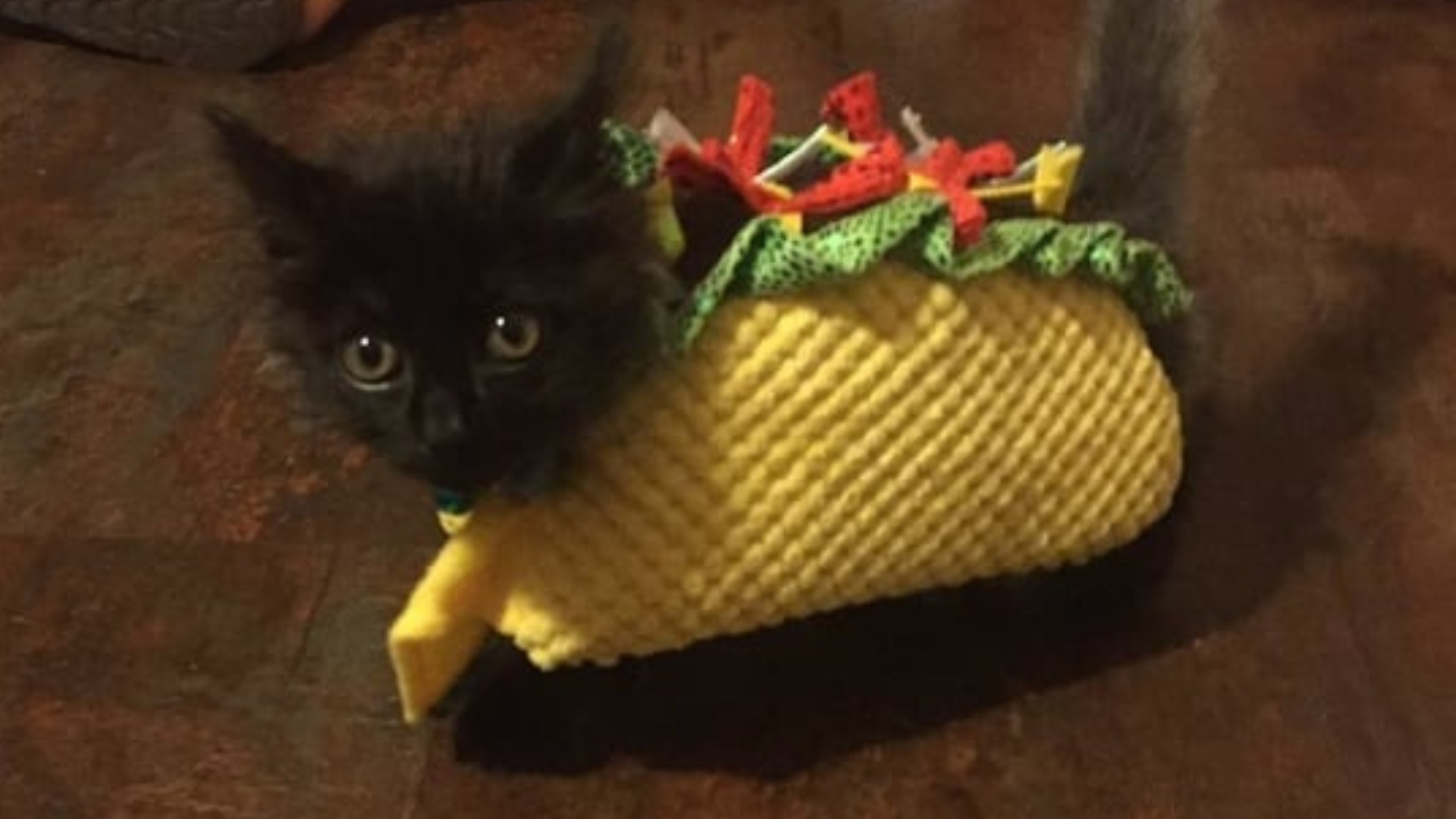 Tacocat's Fanclubのバナー