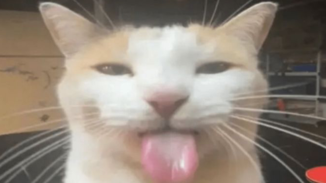 Baboingのバナー