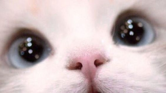 Catz Gang