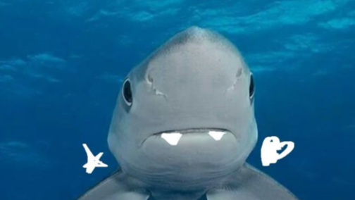 shark gangのバナー