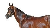 HORSEYMCBOXのバナー