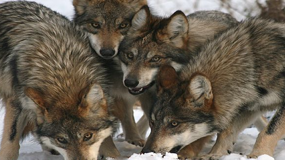 WOLF GIRLLのバナー