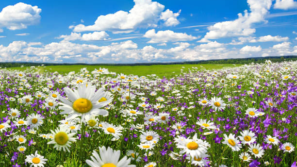 Flower_mafia