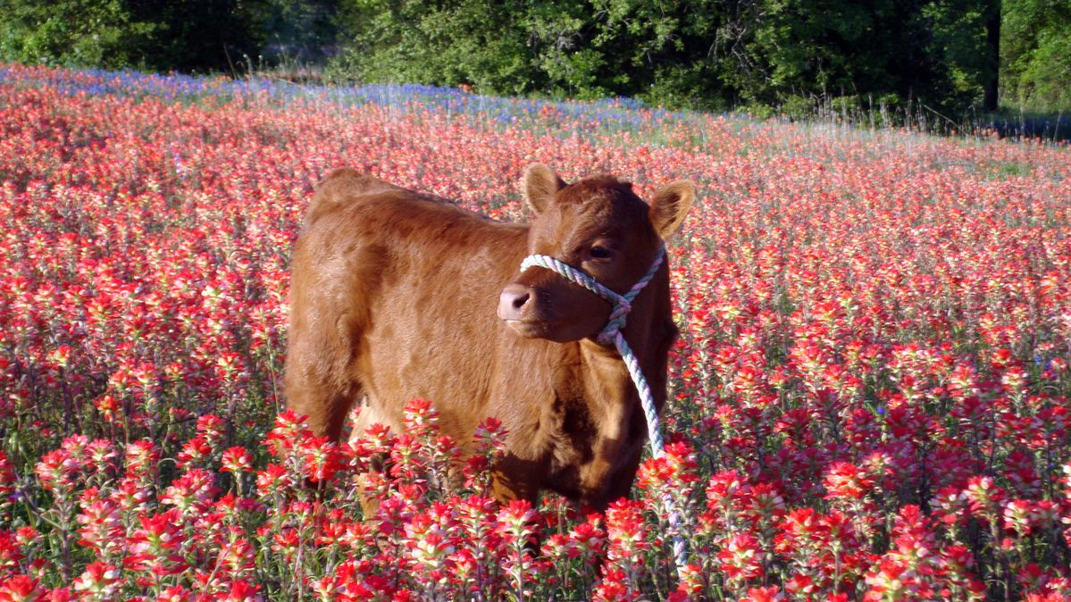Cowtastic Calamitiesのバナー
