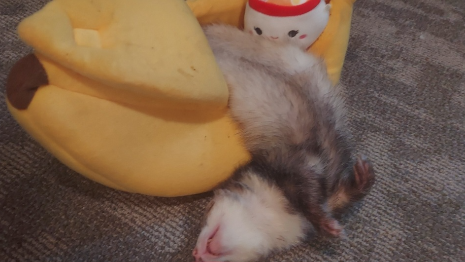 RIP Peaches and murrayのバナー