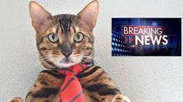 Cat News Networkのバナー