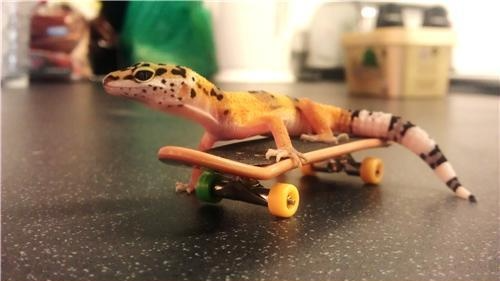 Gecko Loversのバナー