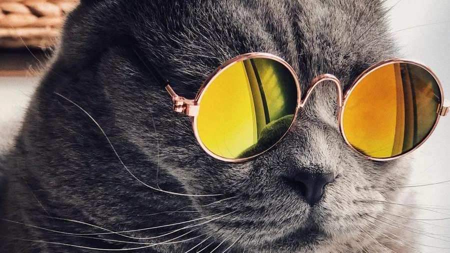 Feline