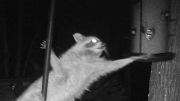 Tipsy Raccoon