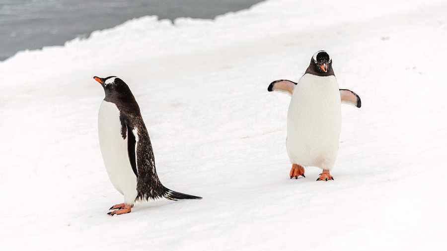 The Penguin Association