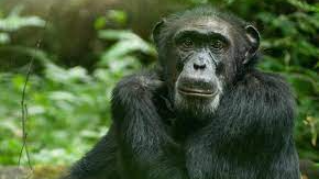 monke cornerのバナー