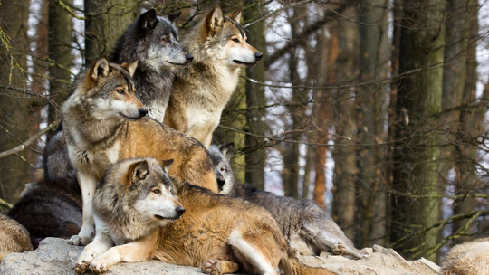 The Wolfpack staff teamのバナー