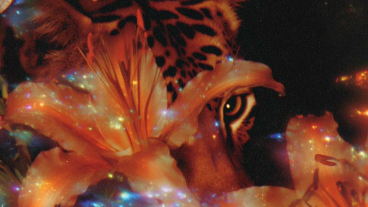 ~His Tigerlily~のバナー