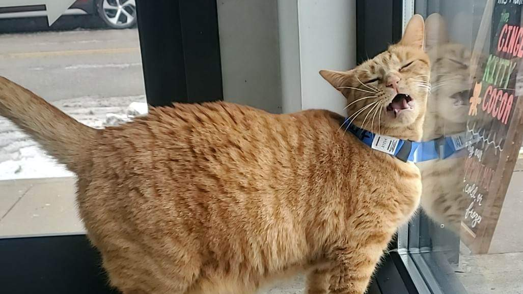 Orange Cats