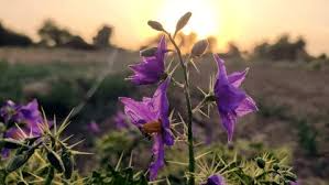The Nightshade Field Collectiveのバナー