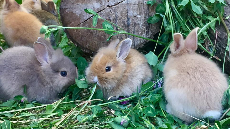 Lucky Bunnyのバナー