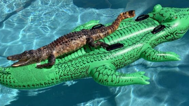 Les crocro