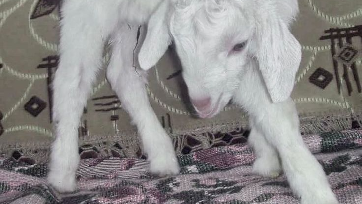 Sleepy Little Ramsのバナー
