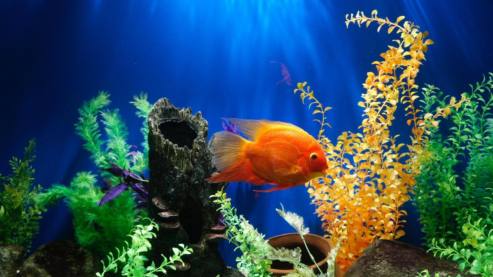 Fish