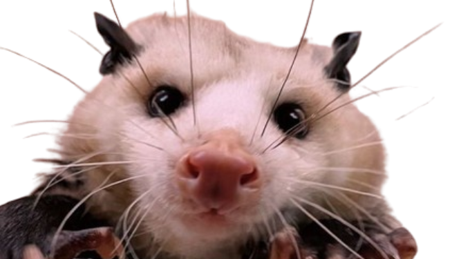Trash Animal Club