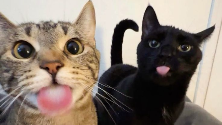 Silly kibbysのバナー