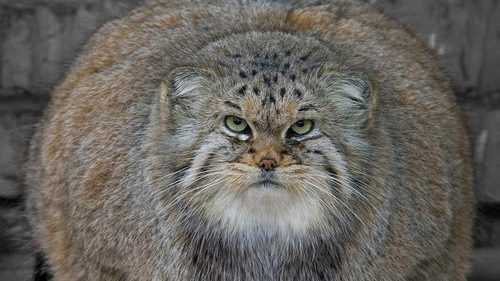 Floof Havenのバナー