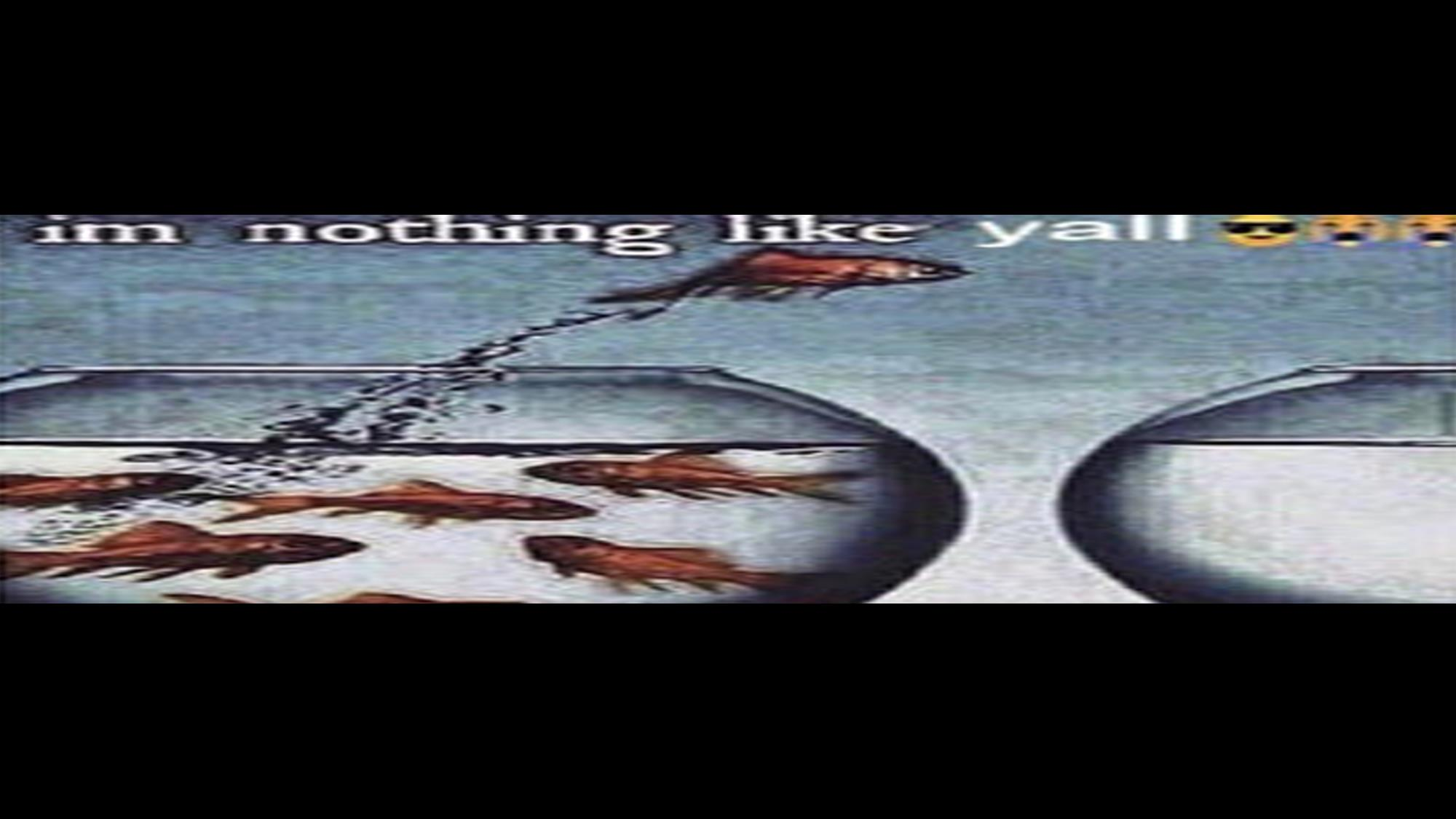 im nothing like yall