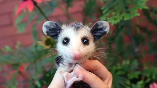 AwesumPossumのバナー