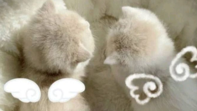 WE LOVE KITTYのバナー
