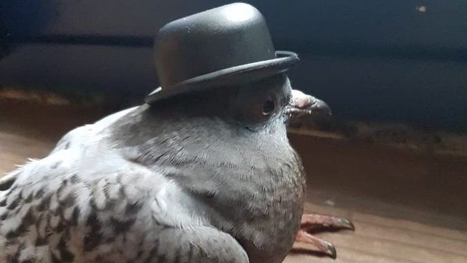 cult of pigeonsのバナー