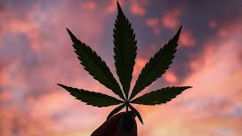 WEED SENSEI'S