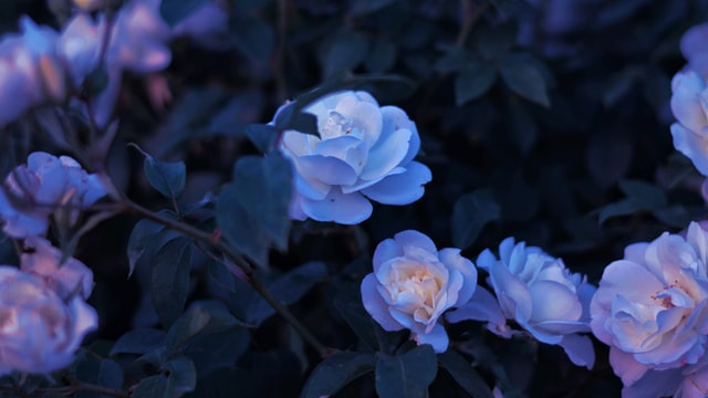 The Rose Garden