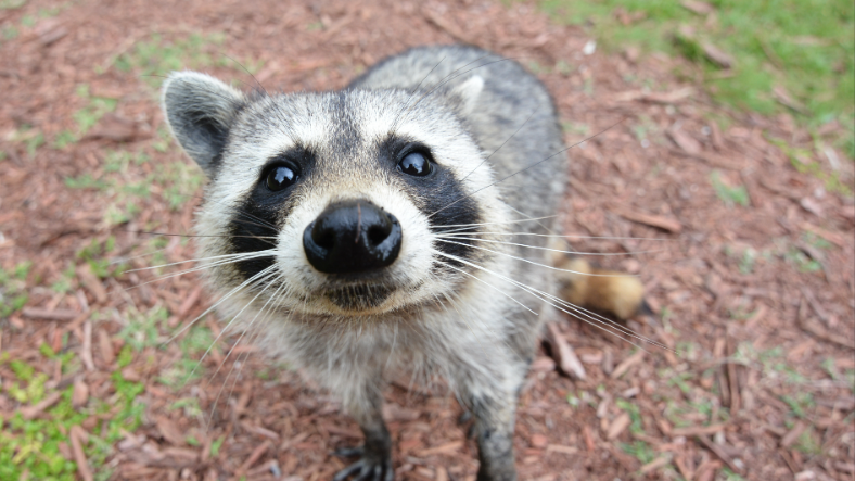 Raccoon Armyのバナー