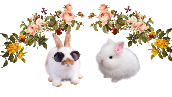 bunnies