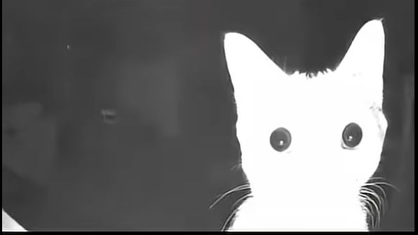 kitty hangoutのバナー