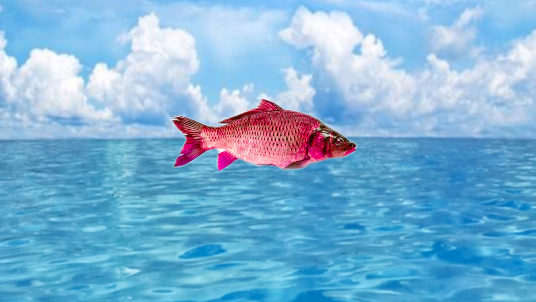 Little Fishのバナー