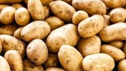 Potato Nation