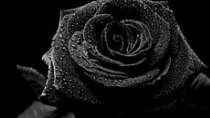 The black roses