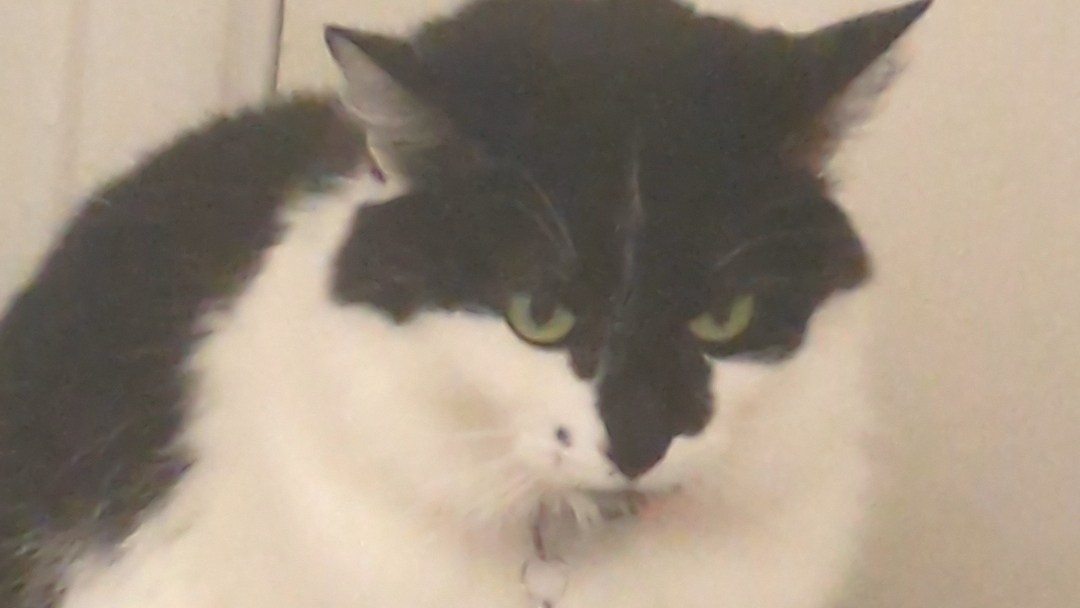 Cat Scratchersのバナー