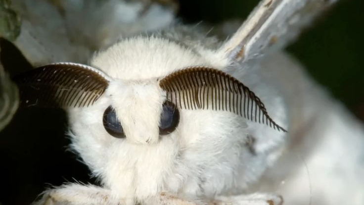 Milk's Moth'sのバナー
