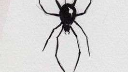 SpiderCard Bar