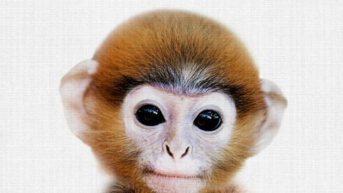 Monkey clanのバナー