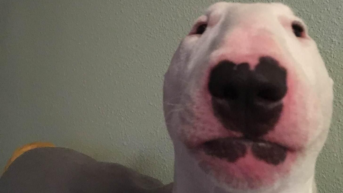 TooMuchDogMan Enjoyer