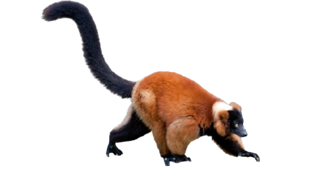 Red lemursのバナー