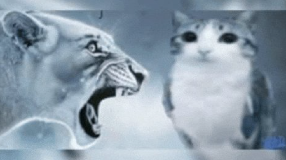 THE MEOWLSのバナー