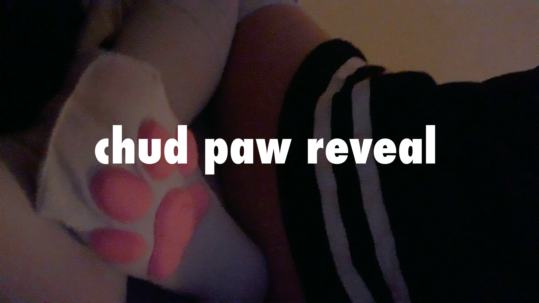 paw revealのバナー